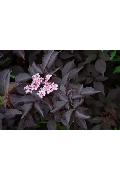 Bez czarny 'Black Beauty' (Gerda) | Sambucus nigra