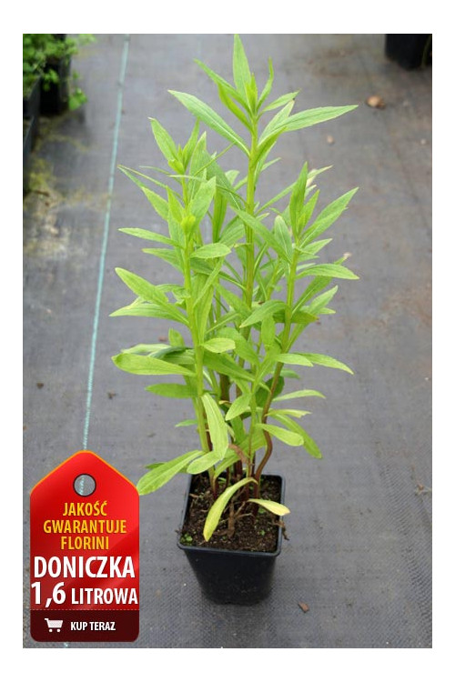 Dzielżan ogrodowy 'Moerheim Beauty' Helenium