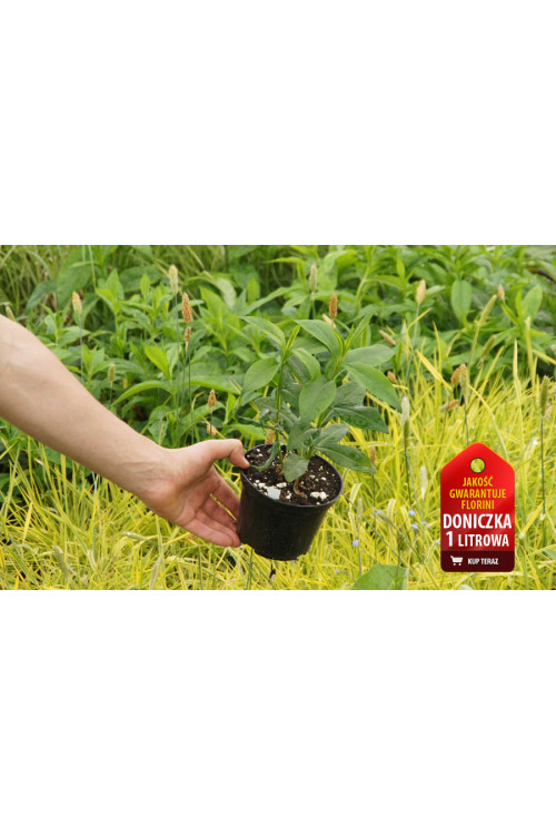 Floks wiechowaty 'Junior Fountain' Phlox panniculata