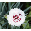Goździk 'Coconut Sundae' Dianthus