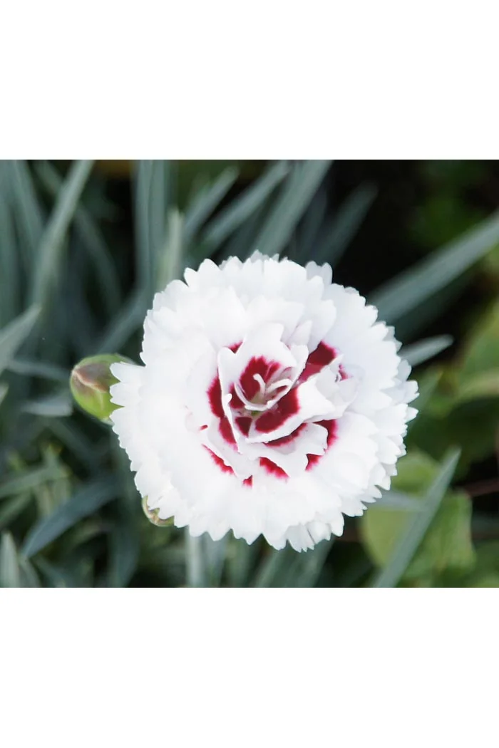 Goździk 'Coconut Sundae' Dianthus