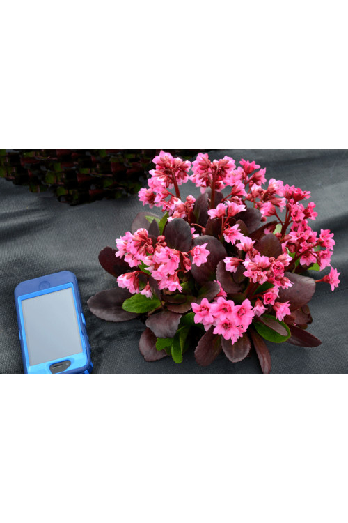 Bergenia 'Flirt' | Bergenia