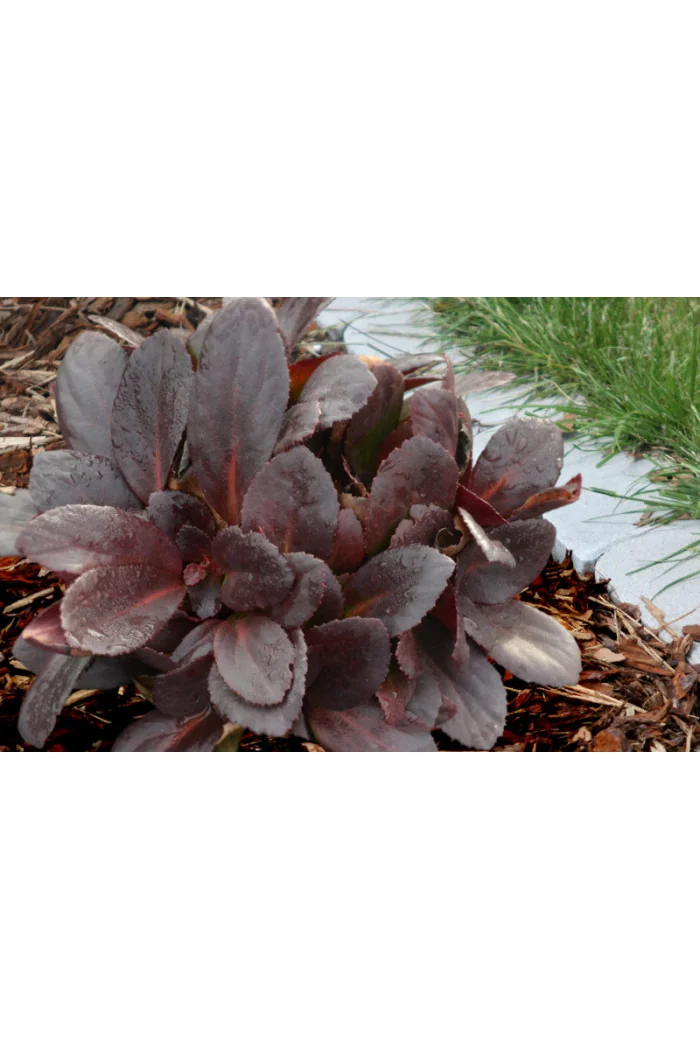 Bergenia 'Flirt' | Bergenia