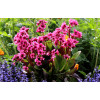 Bergenia 'Flirt' | Bergenia
