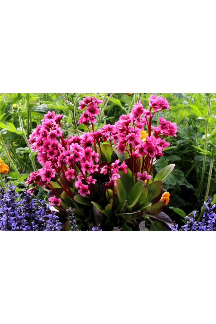 Bergenia 'Flirt' | Bergenia