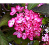 Hortensja ogrodowa 'Salsa' | Hydrangea macrophylla