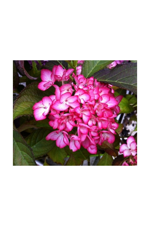 Hortensja ogrodowa 'Salsa' | Hydrangea macrophylla