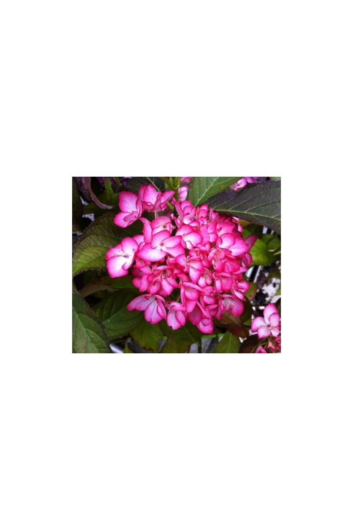 Hortensja ogrodowa 'Salsa' | Hydrangea macrophylla