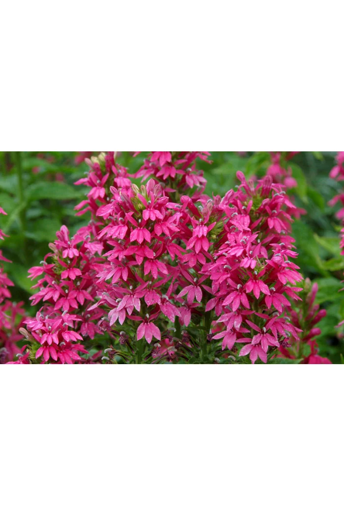 Lobelia 'Monet Moment' Lobelia