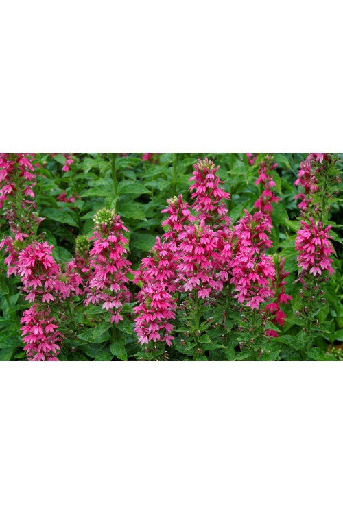 Lobelia 'Monet Moment' Lobelia