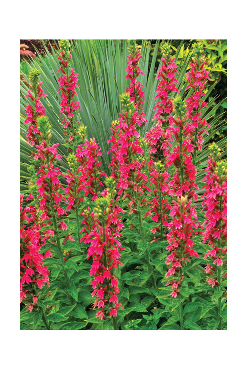 Lobelia 'Monet Moment' Lobelia