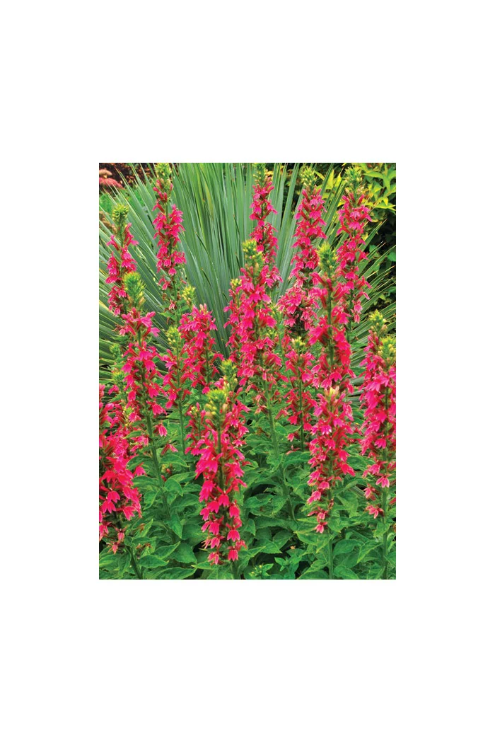 Lobelia 'Monet Moment' Lobelia