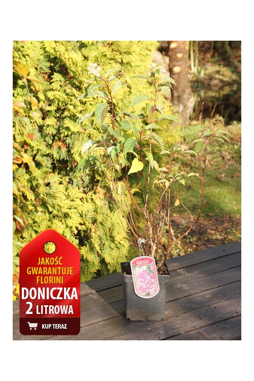 Hortensja bukietowa 'Sundae Fraise' | Hydrangea paniculata