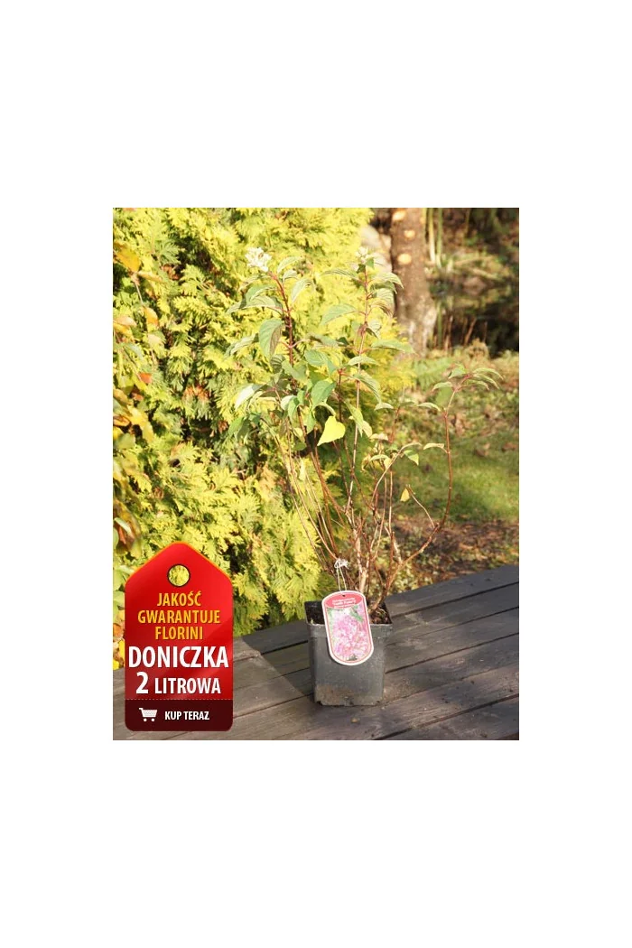 Hortensja bukietowa 'Sundae Fraise' | Hydrangea paniculata