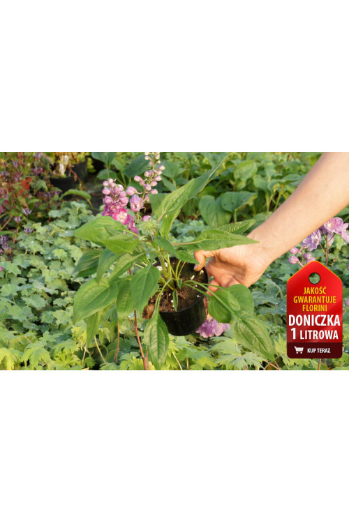 Jeżówka purpurowa 'Doppeldecker' | Echinacea purpurea