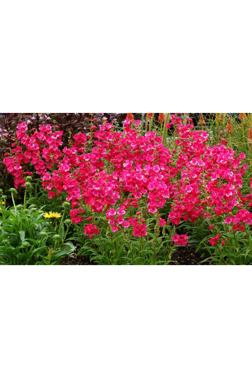 Penstemon 'Cha Cha Hot Pink' Penstemon