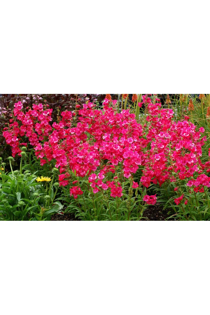 Penstemon 'Cha Cha Hot Pink' Penstemon