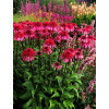 Jeżówka 'Supreme Elegance' Echinacea