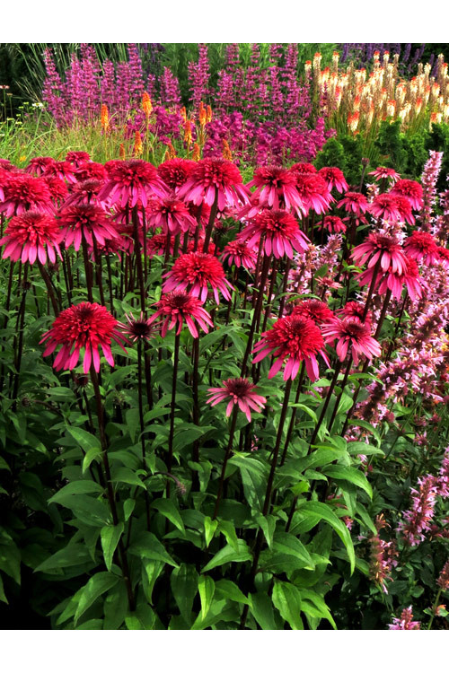 Jeżówka 'Supreme Elegance' Echinacea