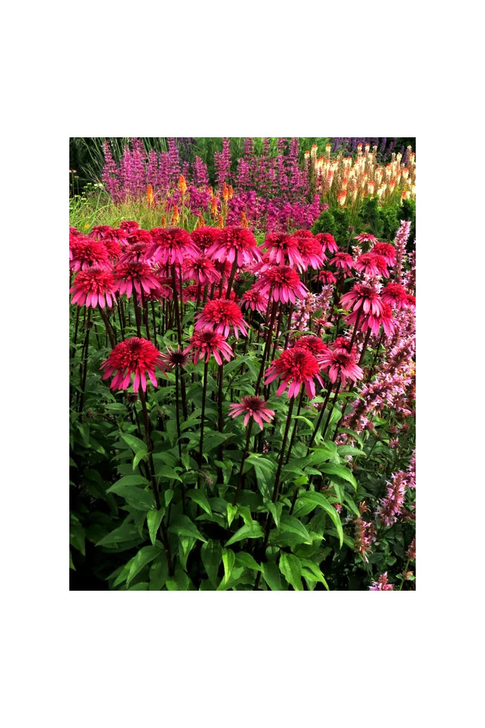 Jeżówka 'Supreme Elegance' Echinacea
