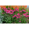 Jeżówka 'Supreme Elegance' Echinacea
