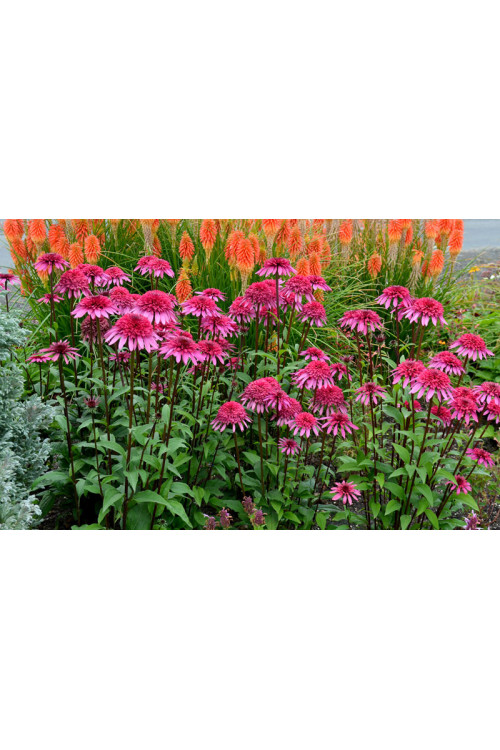 Jeżówka 'Supreme Elegance' Echinacea