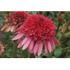 Jeżówka 'Supreme Elegance' Echinacea
