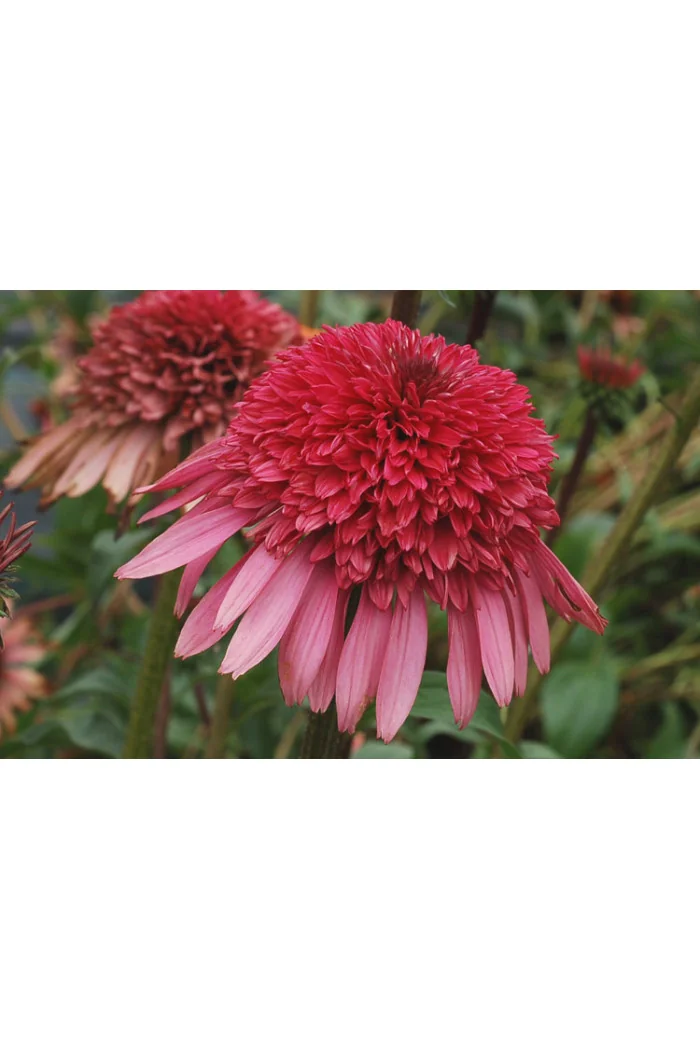 Jeżówka 'Supreme Elegance' Echinacea