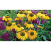 Jeżówka 'Dixie Sun' Echinacea