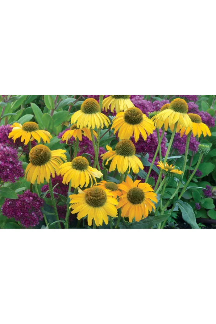 Jeżówka 'Dixie Sun' Echinacea