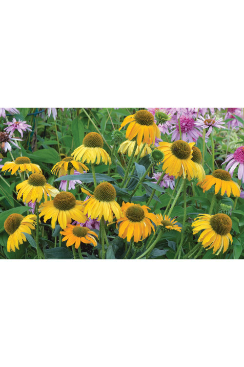 Jeżówka 'Dixie Sun' Echinacea