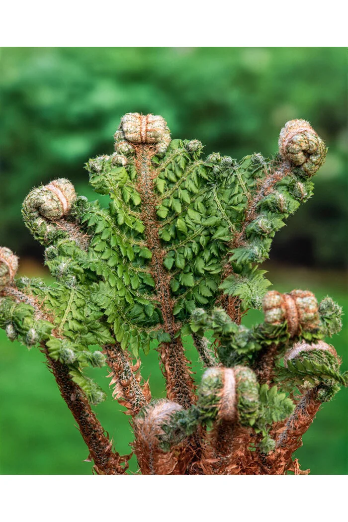 Paprotnik szczecinkozębny 'Congestum' | Polystichum setiferum