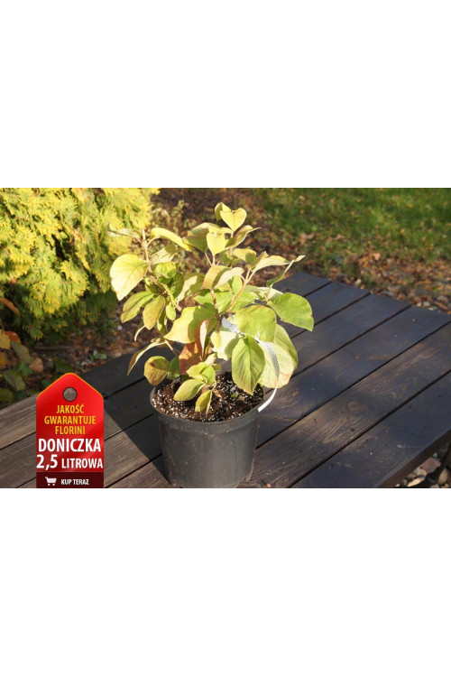 Kalina hordowina 'Aureum' Viburnum lantana