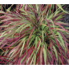 Hakonechloa 'Beni Kaze' | Hakonechloa macra
