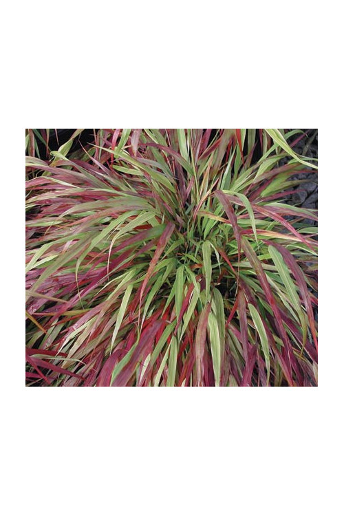 Hakonechloa 'Beni Kaze' | Hakonechloa macra
