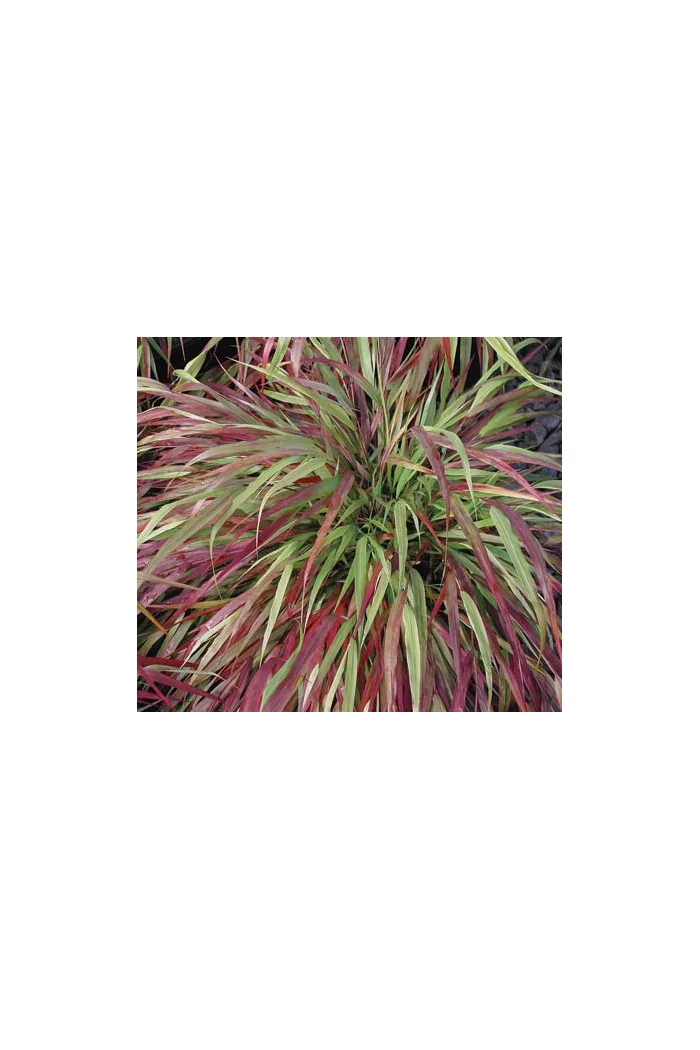 Hakonechloa 'Beni Kaze' | Hakonechloa macra