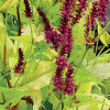 Rdest 'Golden Arrow' Persicaria amplexicaulis