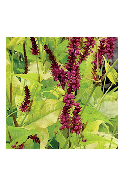 Rdest 'Golden Arrow' Persicaria amplexicaulis