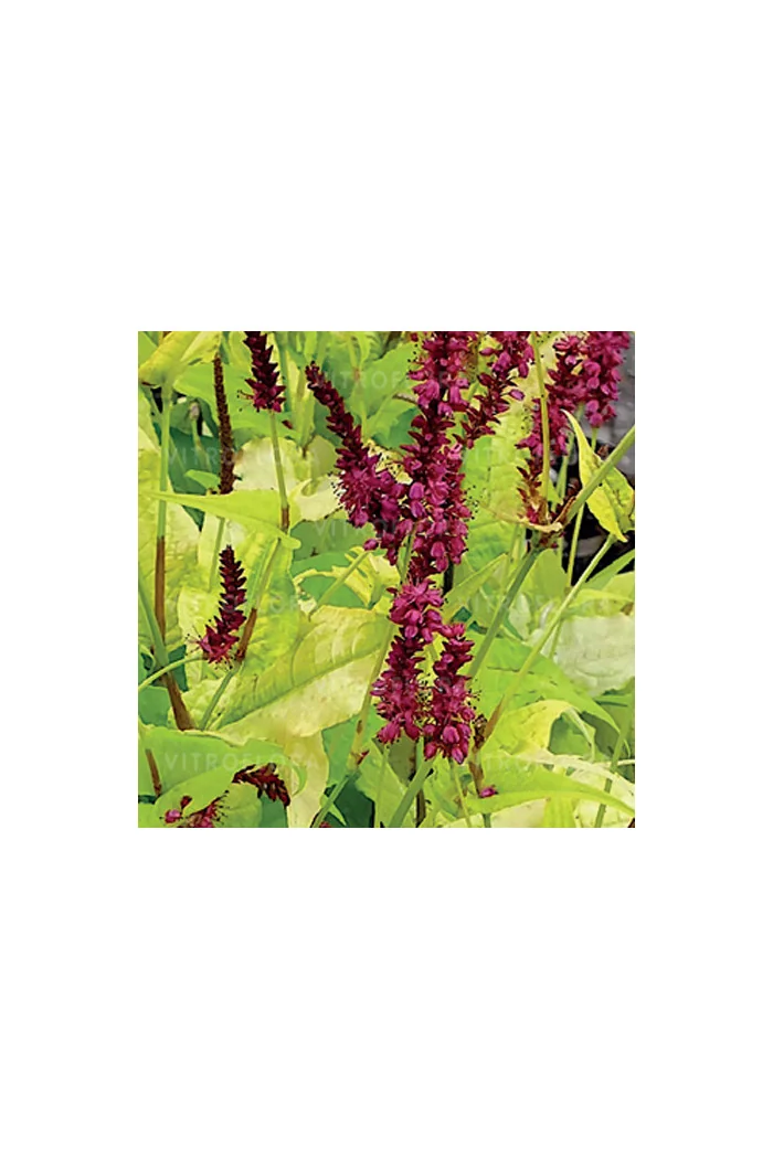 Rdest 'Golden Arrow' Persicaria amplexicaulis