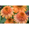 Jeżówka 'Supreme Cantaloupe' | Echinacea