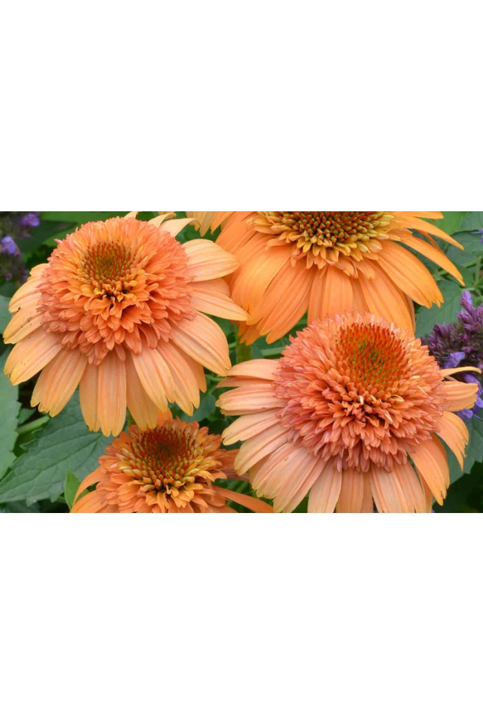 Jeżówka 'Supreme Cantaloupe' | Echinacea
