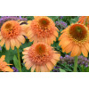 Jeżówka 'Supreme Cantaloupe' | Echinacea