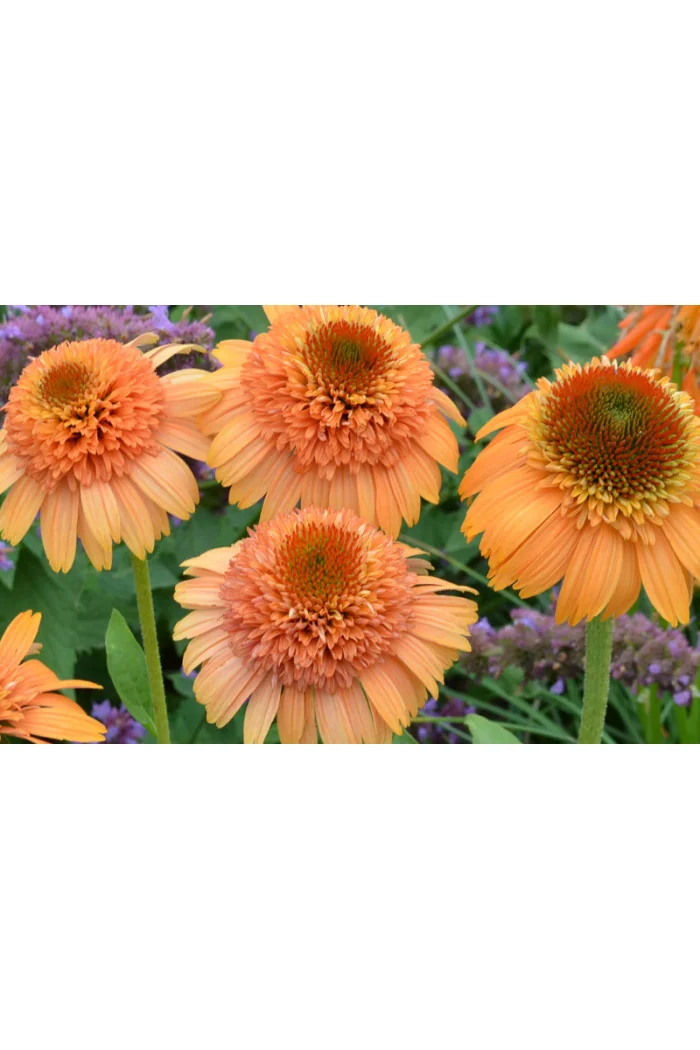 Jeżówka 'Supreme Cantaloupe' | Echinacea