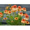 Jeżówka 'Supreme Cantaloupe' | Echinacea