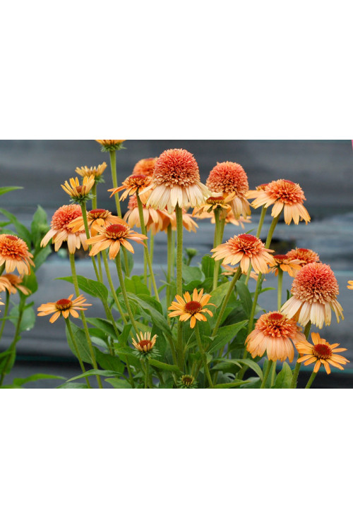 Jeżówka 'Supreme Cantaloupe' | Echinacea