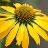 Jeżówka 'Golden Skipper' | Echinacea