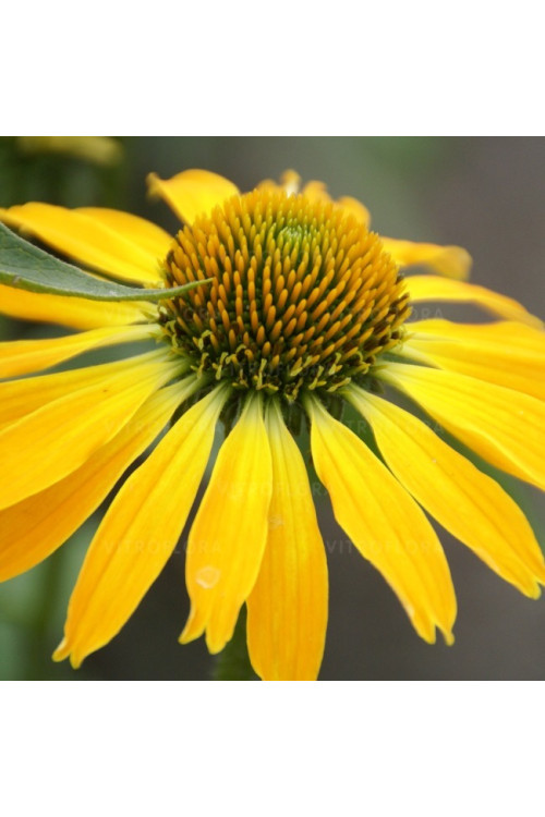 Jeżówka 'Golden Skipper' | Echinacea
