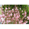 Gaura 'Siskiyou Pink'