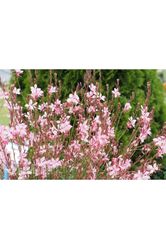 Gaura 'Siskiyou Pink'