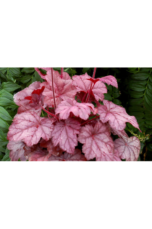 Żurawka 'Grape Soda' | Heuchera